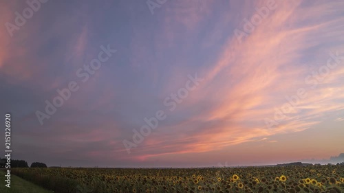 Beautiful evening sky over sunflower field.  Picturesque sunset with vibrant colors
