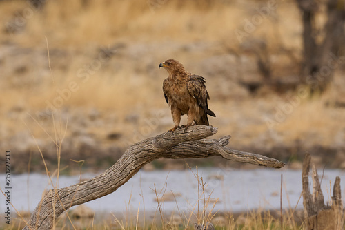 фотографія Tawny eagle (Aquila rapax) perched on a branch at a waterhole in Etosha National