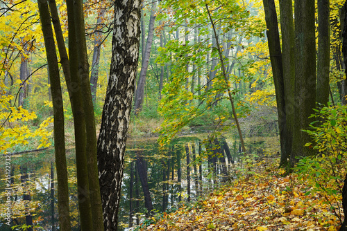 Birch Tree by a Quiet Woodland Pond in Autumn