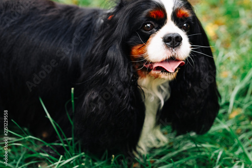 Canvas Print Tricolor Cavalier King Charles Spaniel Dog.