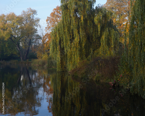 Weeping Willows Reflected in a Calm Pond in Autumn