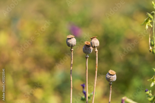 Bild auf Leinwand Dried poppy seed heads standing against soft warm bokeh in late summer field