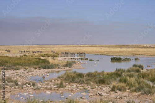 Wildlife drinking at a waterhole in Etosha National Park, Namibia