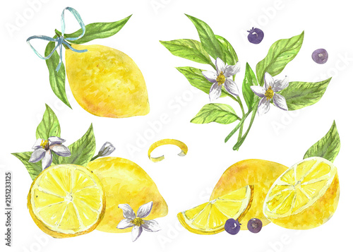 Watercolor lemon set. Citrus fruit compositions with blueberry and blossom flowers. Hand drawn illustration in watercolour sketch style. Lemons with bows and flowers, berries. Can used for textile