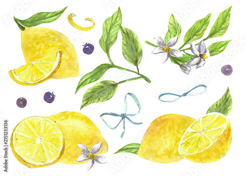 Watercolor lemon fruit illustration set. Citrus fruit whole, slice and half with blueberry and blossom flowers. Hand drawn illustration with cute bows and leaves