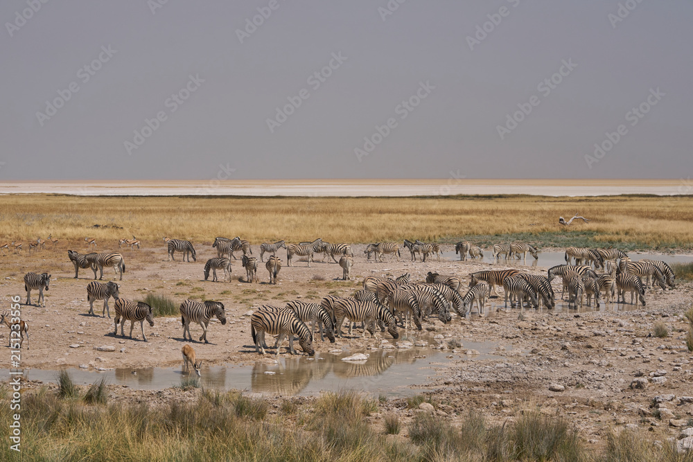 Naklejka premium Wildlife drinking at a waterhole in Etosha National Park, Namibia