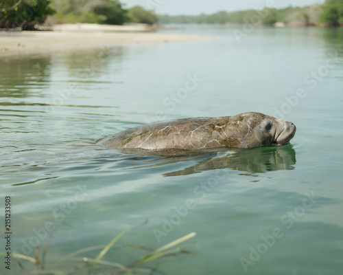 Manatee Swimming in Clear Tropical Water sea cow marine mammal