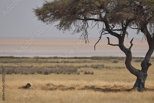 Female African Lion (Panthera Leo) resting in the shade of a tree in Etosha National Park, Namibia