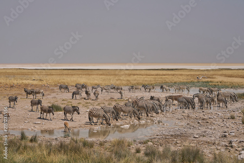 Wildlife drinking at a waterhole in Etosha National Park, Namibia