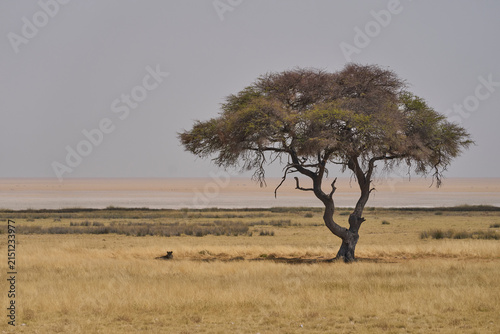 Female African Lion (Panthera Leo) resting in the shade of a tree in Etosha National Park, Namibia