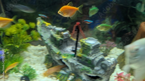 Фотография Diverse Fish Aquarium