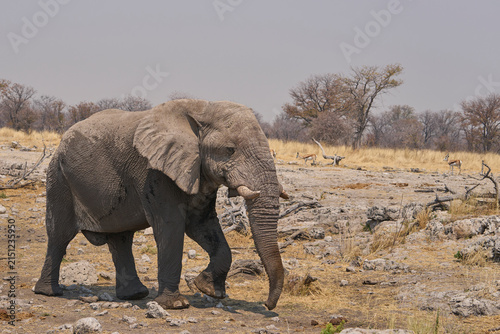 Bull African Elephant (Loxodonta africana) at a waterhole in Etosha National Park, Namibia