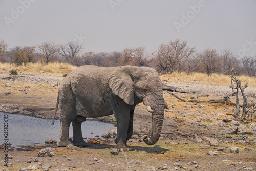 Bull African Elephant (Loxodonta africana) at a waterhole in Etosha National Park, Namibia