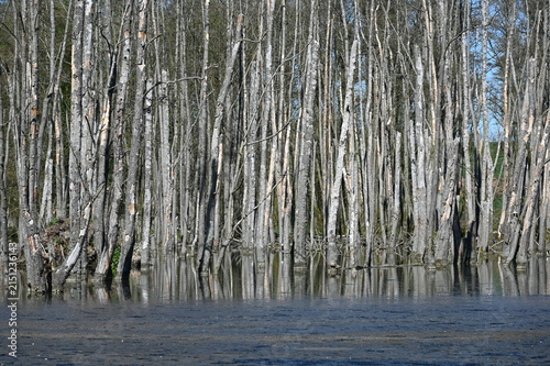 Cuadro en lienzo Bäume in einem See