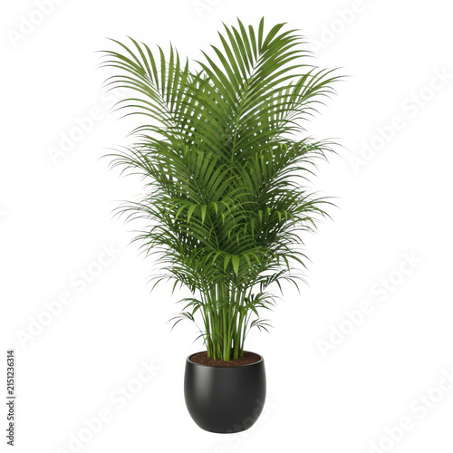 Green palm plant in a black pot isolated on white background