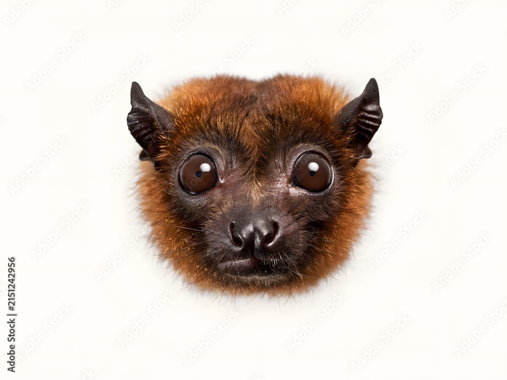 Obraz premium Close-up portrait of a brown lemur face with intense golden eyes staring forward