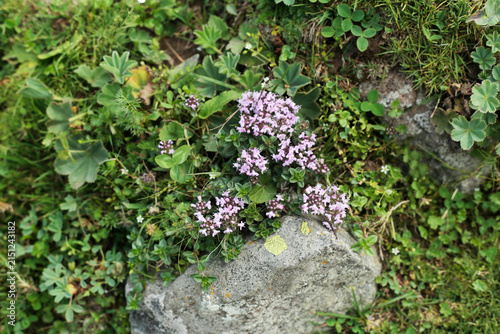 Obraz na plátně Wild mountain thyme blooming among alpine rocks