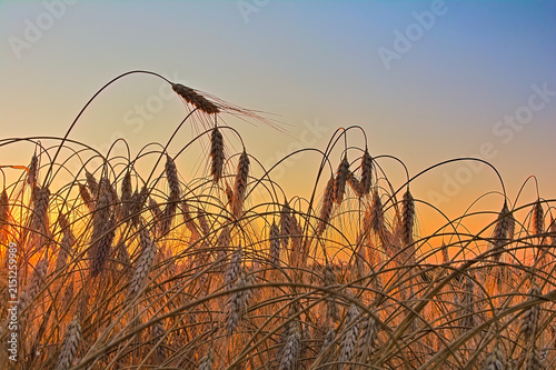 Canvastavla Ripe Barley Ears Glowing in Warm Sunset Light