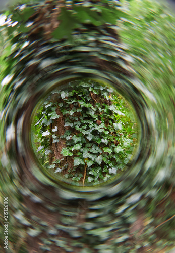 Ivy on a tree trunk in the forest with spiral halo effect