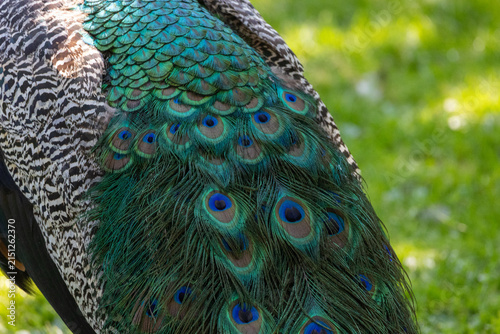 Fotografía Peacock feathers displaying vibrant green and blue plumage
