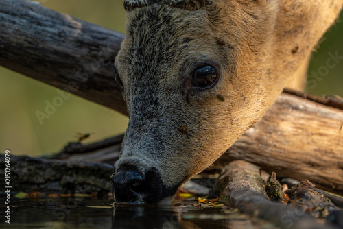 Foto Thirsty roe.