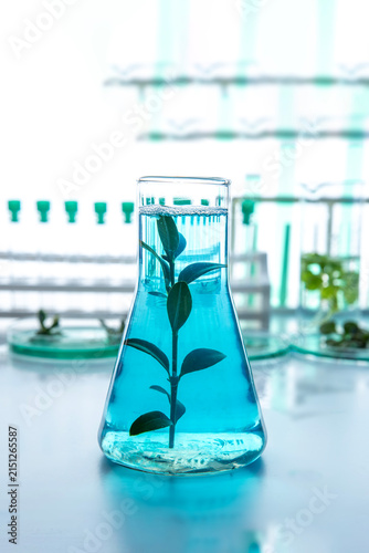 Obraz na płótnie Green plant growing in laboratory glass flask with blue liquid, biotechnology and in vitro plant research concept, controlled environment experiment for sustainable agriculture and plant science