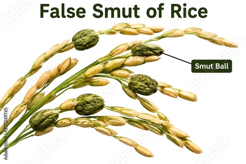 False Smut Disease on Rice Panicles
