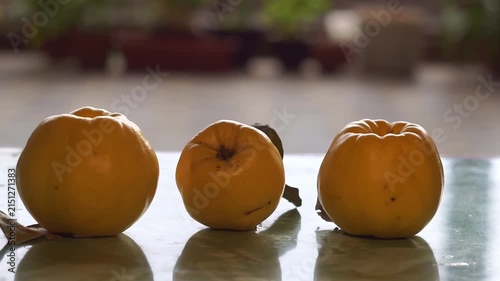Slow motion camera panning of three ripe yellow quinces with green leaves in a row on a glossy table, horizontal video.