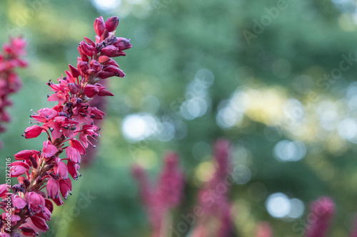 Red hesperaloe parviflora flower spike blooming in garden