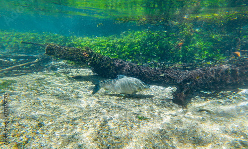 Obraz na plátně Large Freshwater Fish Beside a Submerged Log in Rio Sucuri