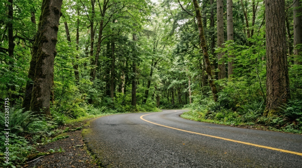 Fototapeta premium Curving asphalt road through dense green forest with tall trees