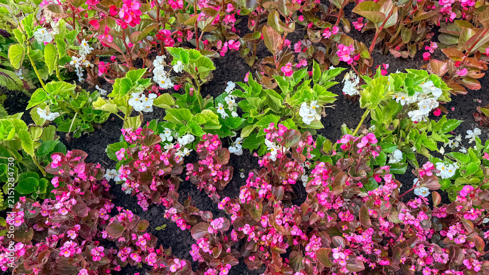 Obraz premium Close up of pink and white begonias in a sunlit summer garden bed, vivid natural colors and texture suitable for gardening articles, lifestyle blogs, landscaping and social media
