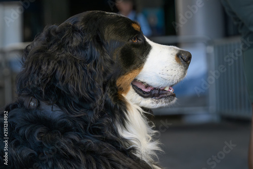Bernese Mountain Dog with Tricolor Coat