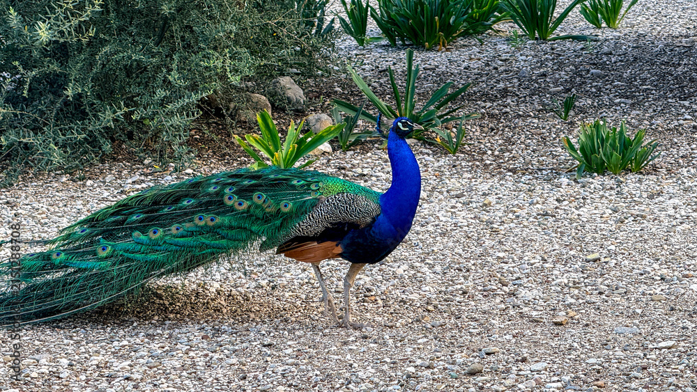 Obraz premium Male blue peacock standing in a sunlit ornamental garden with textured gravel, showcasing iridescent plumage for wildlife editorial, nature education, travel blog, social media