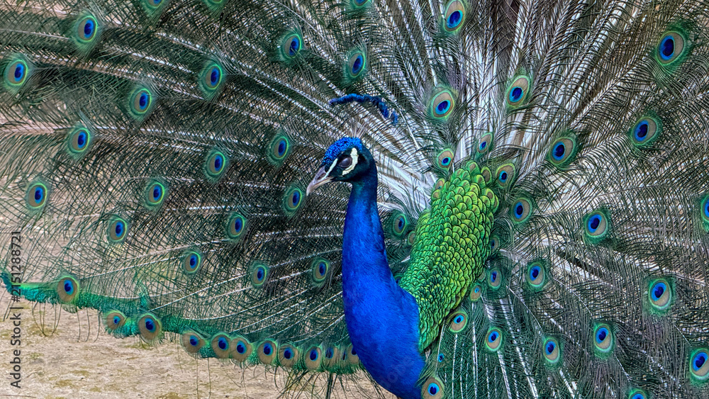 Fototapeta premium Male peacock displaying iridescent tail in soft natural light on sandy ground, vivid blues and greens, ideal for wildlife editorial, nature blogs, travel and social media