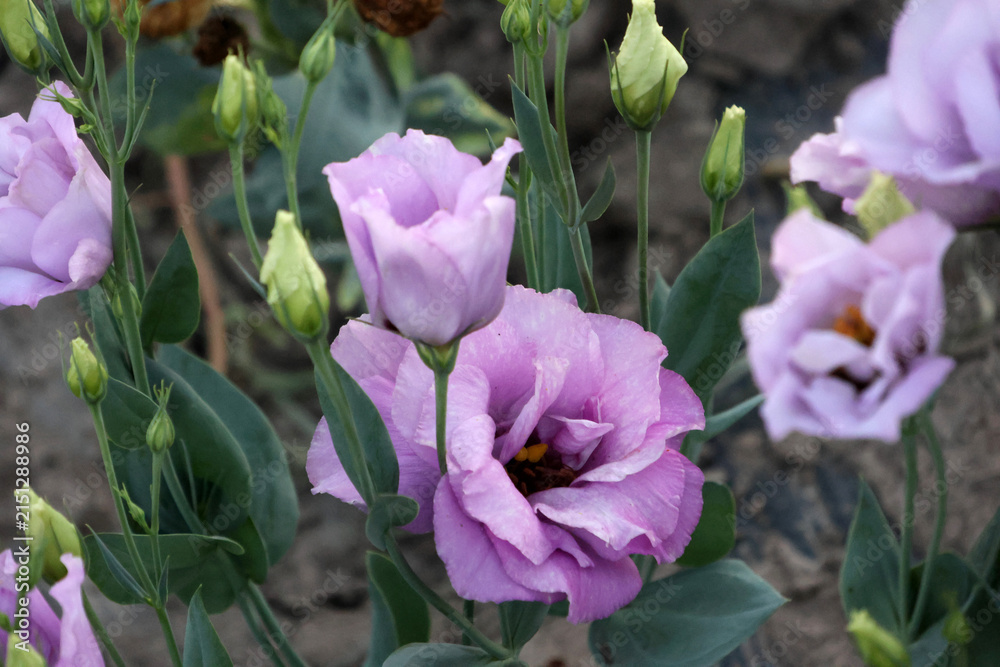 Obraz premium Lavender Lisianthus Flowers and Buds Blooming in Summer Garden