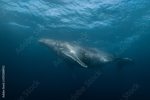 Obraz na płótnie Humpback whale swimming underwater during migration season