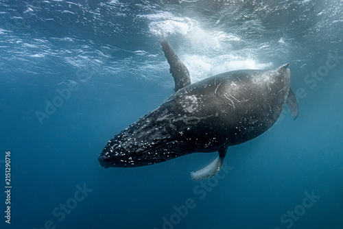 Obraz na płótnie Humpback whale swimming underwater during migration