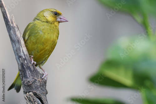 Foto Greenfinch On Broken Branch - 241F8810 - CPY H