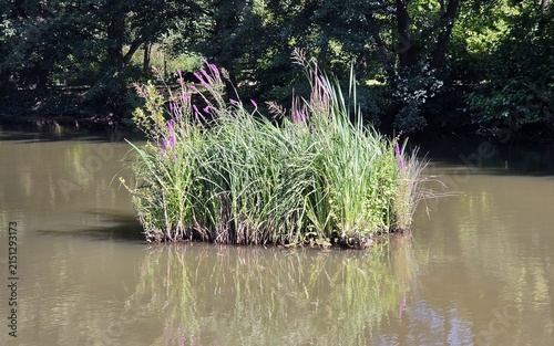 Aquatic Plants and Purple Wildflowers Island on Calm Pond Water