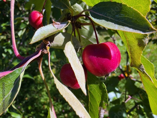 Small Red Crabapples Growing on Tree Branch Close Up