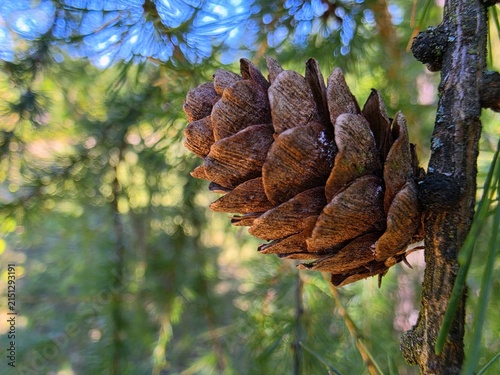 Conifer Pine Cone Close Up on Branch with Bokeh Background
