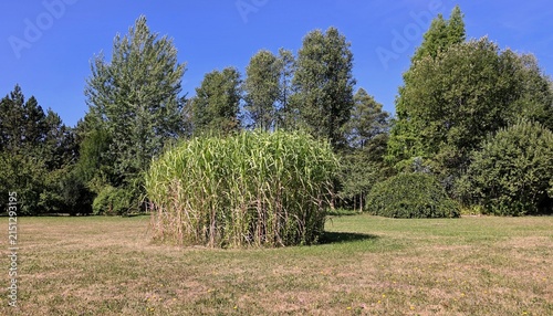 Large Ornamental Grass Clump in Open Field of Arboretum