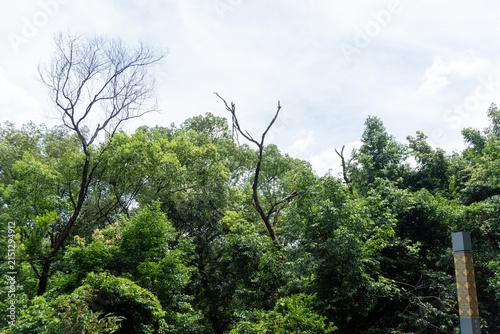 Lush green trees under bright blue sky
