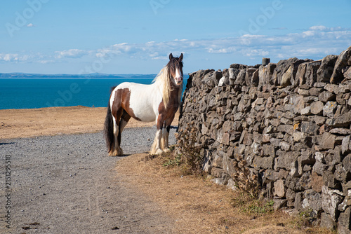 Piebald Pony Standing next to a stone wall by a Coastal Path