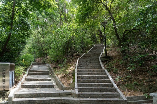 Картината върху платно Stone stairways ascending through lush green forest