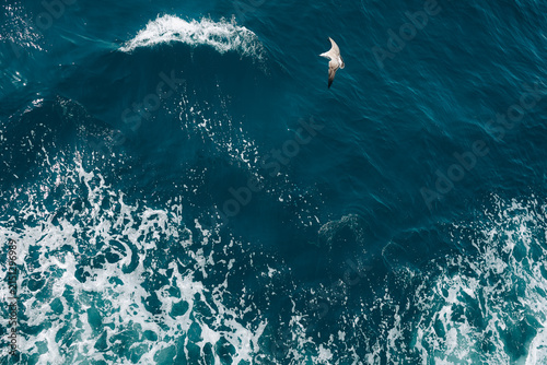 Photography Seagulls flying over the blue ocean on a peaceful summer day, creating a beautiful coastal wildlife scene