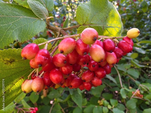 Macro Close Up of Ripening Red Viburnum Berries on Branch in Summer Garden