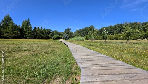 Wooden Boardwalk Trail Through Green Meadow in Arboretum Forest Park Under Clear Blue Sky