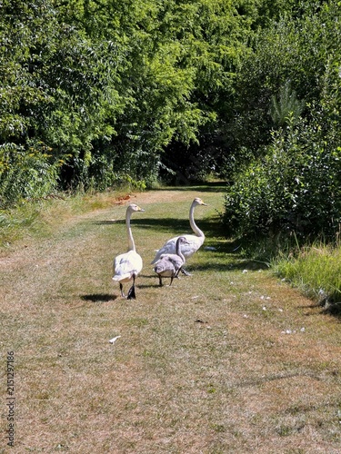 Family of Swans with Juvenile Cygnet Strolling on Sunny Park Trail